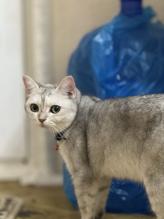 Mushuk sotiladi shinshila