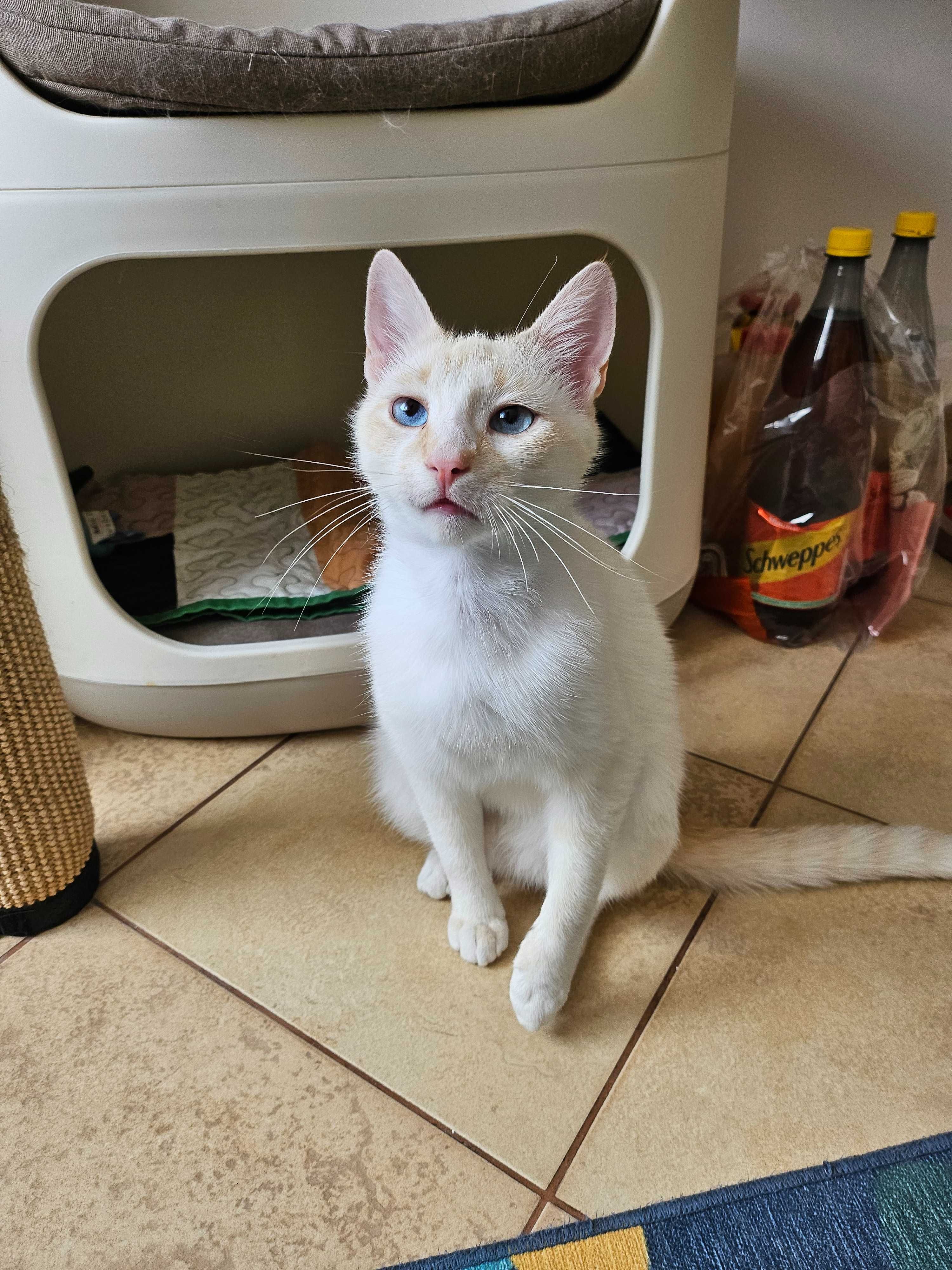 Pisoi Disponibil pt adoptie