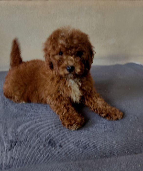 Девочка пудель, Ред Браун, 2,5 месяца