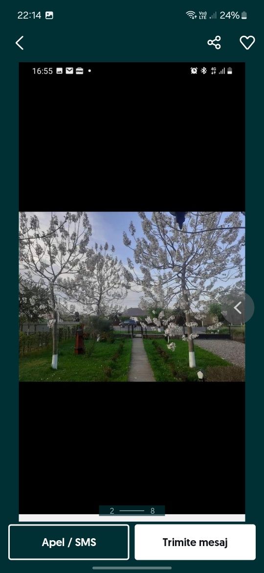 Paulownia Tomentosa Shoot Cu Flori roz
Paulownia Tomentosa Prin
