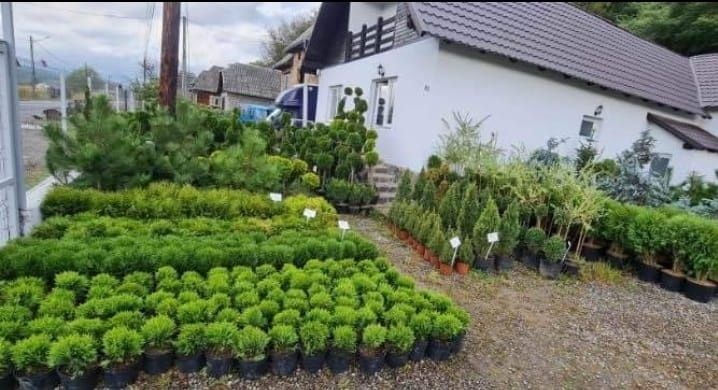 Plante ornamentale livram oriunde în țară.