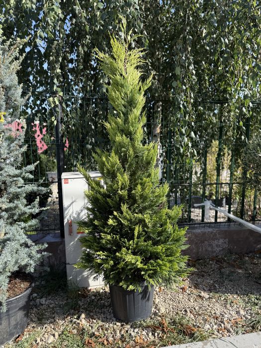 Vand leylandii/leylandii gold calitate extra diferite dimensiuni