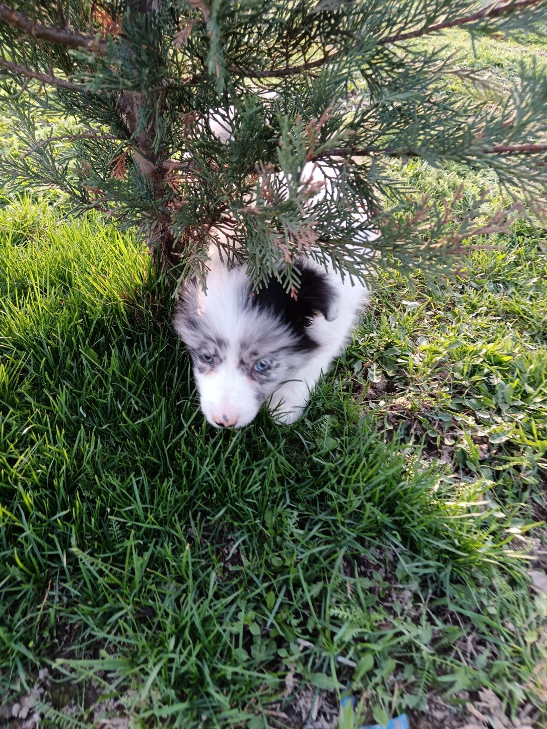 Border collie puiuți