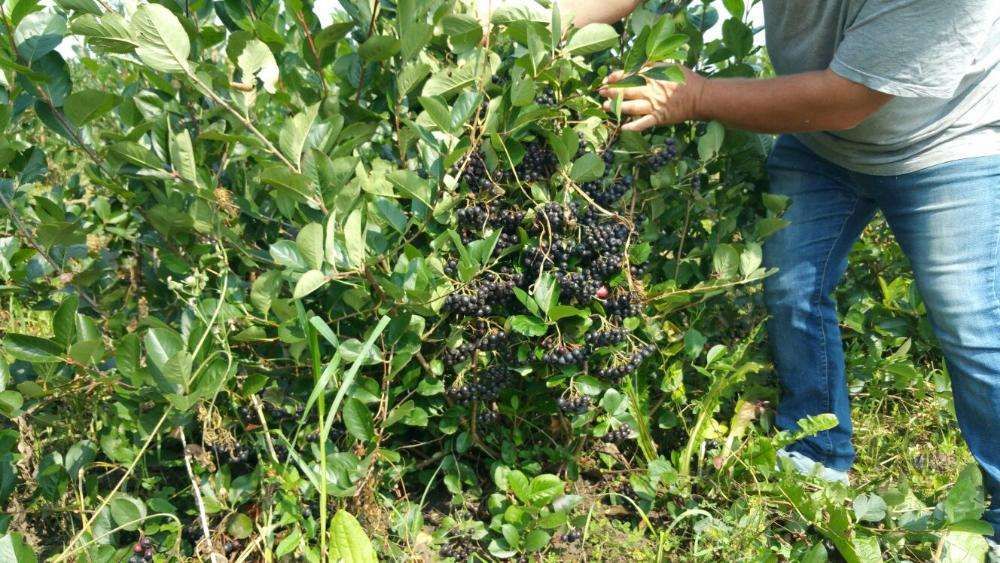 aronia de 3 ani cu fructificare