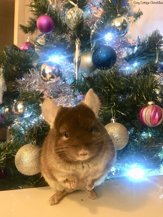 Pui chinchilla chinchila cincila sinsila