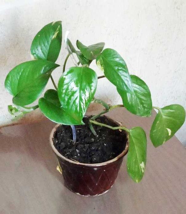 Продам. Эпипремнум - сциндапсус золотистый