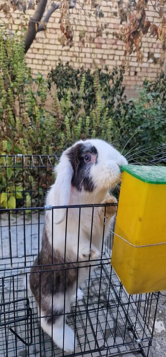 Quyon sotiladi. Продаётся кролик.