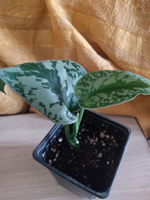 Продам комнатные цветы,отростки хорошо укоренные