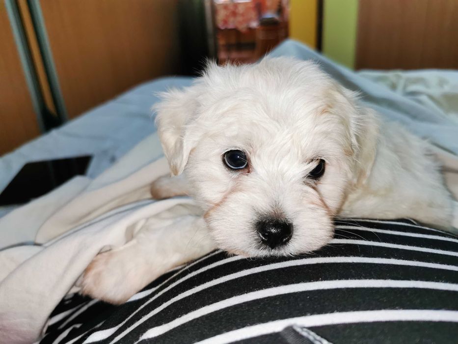 Bichon maltez! O fetiță drăgălașă!