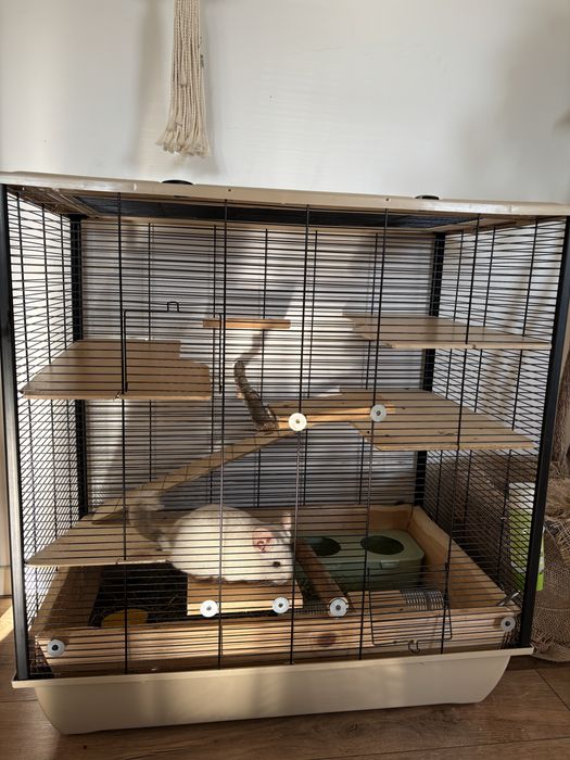 Pui de cincila sinsila chinchilla chinchila + cuscă si accesorii