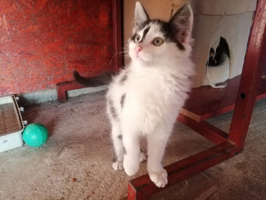 Adoptii pisici Bolintin Deal