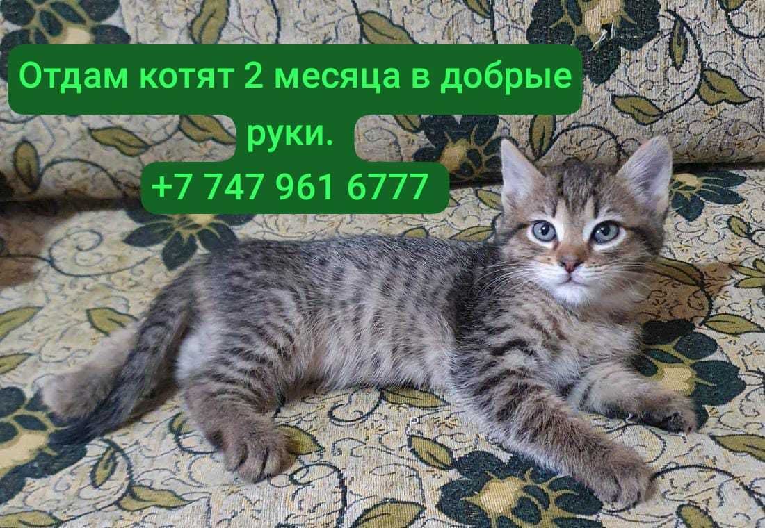 Котята ищут дом, в добрые и заботливые ручки.