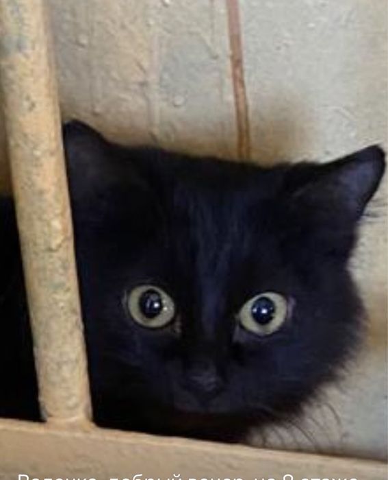 Котенок подросток ищет семью и дом