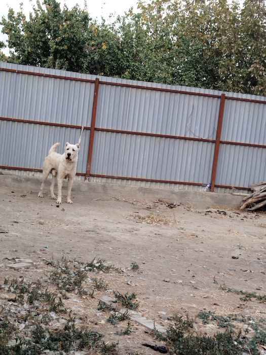 Oq ayiq alabay sotiladi