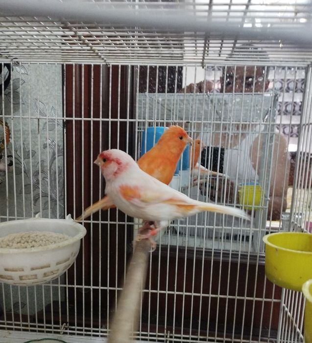 Конарейка турк кушлари сотилади бир ярим ёшдан ошган нар мозайка тел