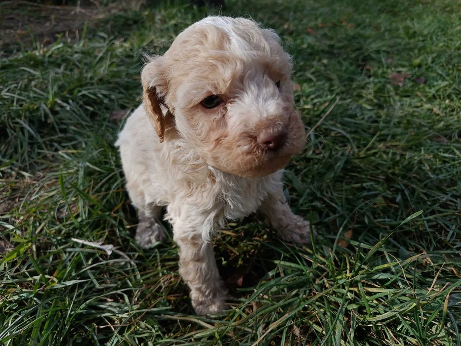 Cățeluși Lagotto Romagnolo de vânzare