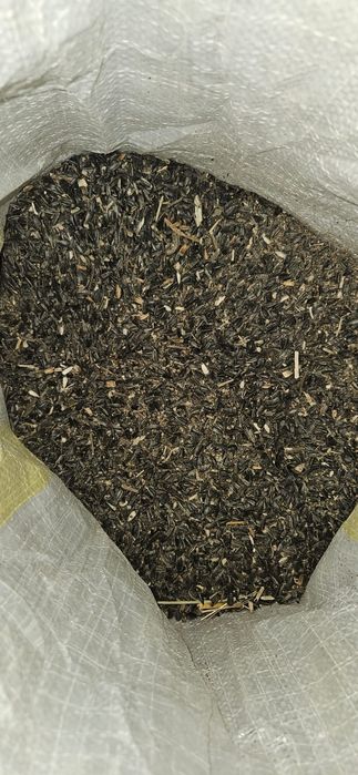 Vând floare de soare