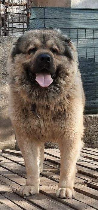 Mascul ciobanesc caucazian