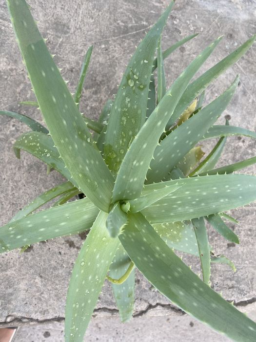 Алоэ Вера лечебное