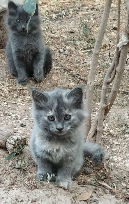 Котята даром, в добрые руки