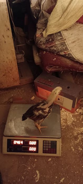 Dakan jojala sotiladi