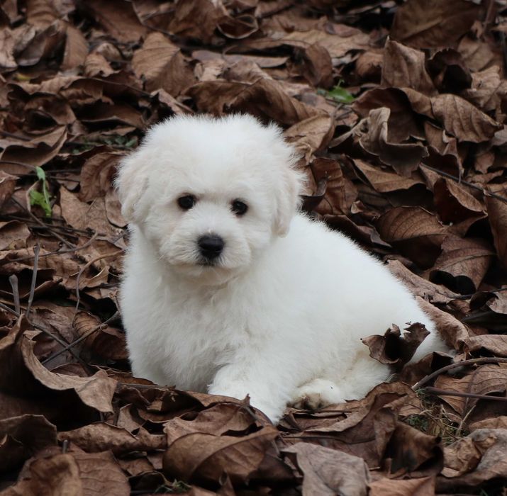 Bichon Frise cu pedigree FCI