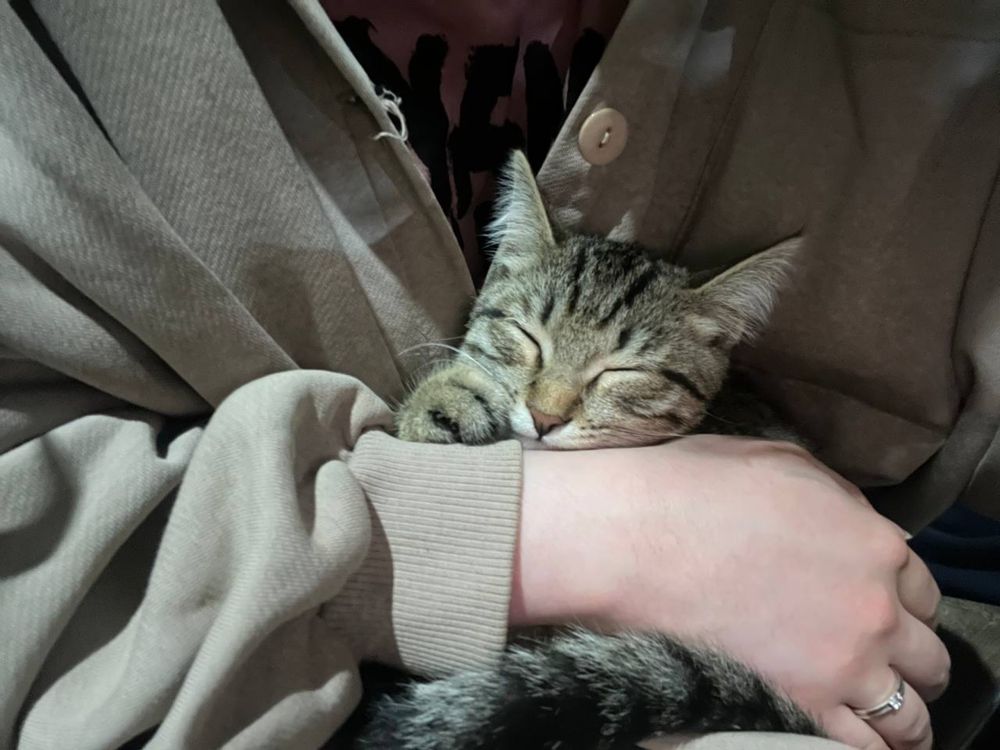 Милую кошку в добрые руки