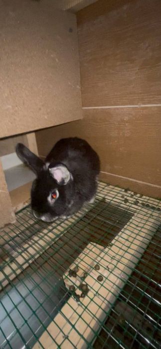 Dekarativ quyon sotiladi