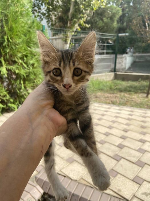 Котята мальчик девочка