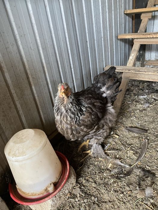 Vând familie de gaini Brahma Herminat inchis