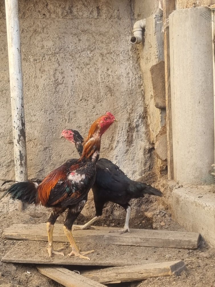 Kulangi xuroz mokyoni bilan