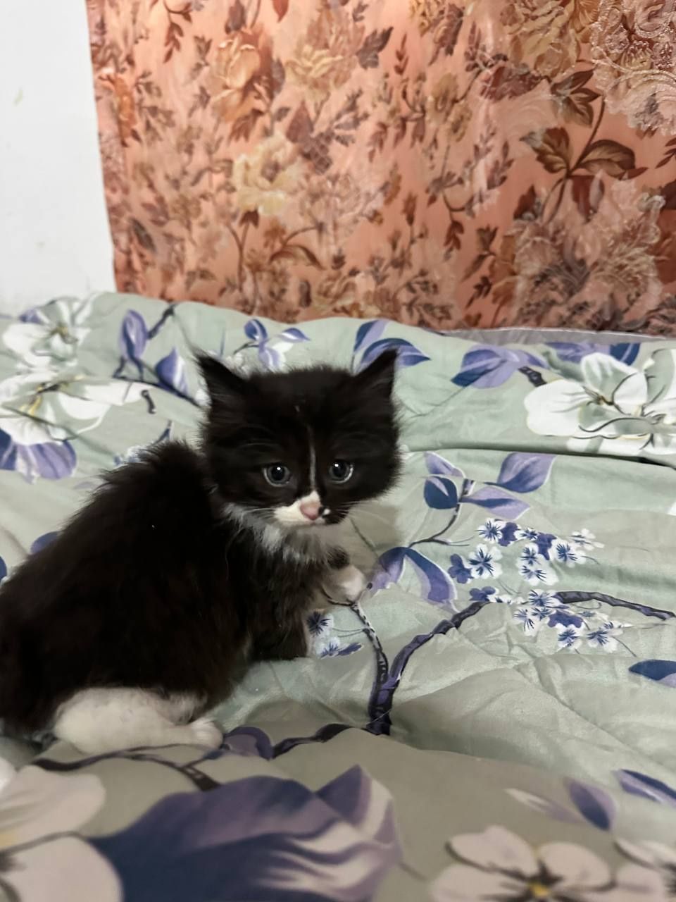 Отдам котят в добрые руки!