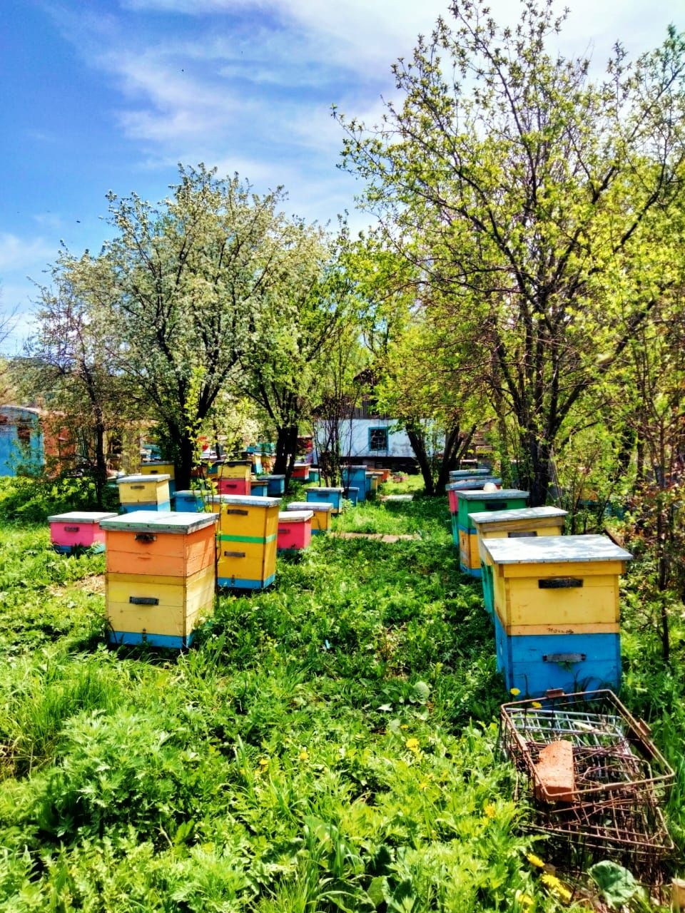 Продам пчело семьи
