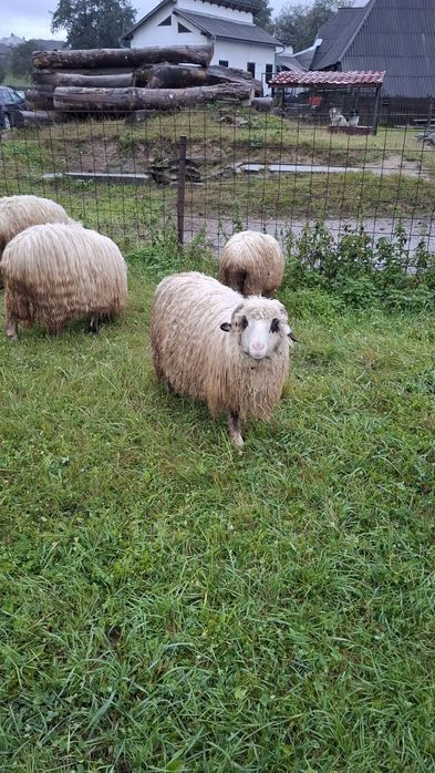 Vând 5 oi, 2 berbeci si 2 cârlani