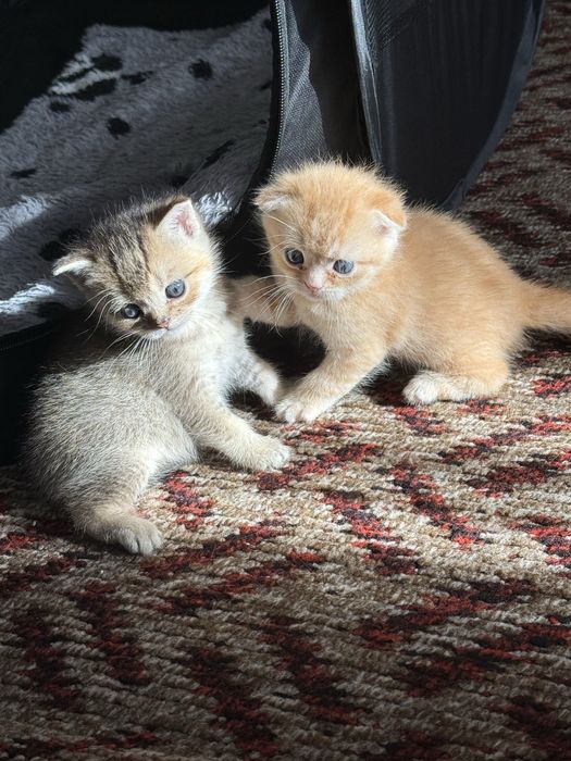 Остался один котенок шотланский скотиш фолд