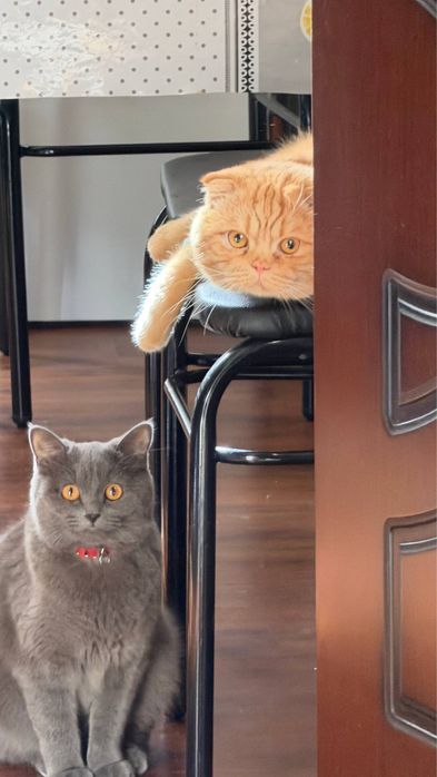 Mushuk bolasi,кошка,Котёнок в добрые  руки