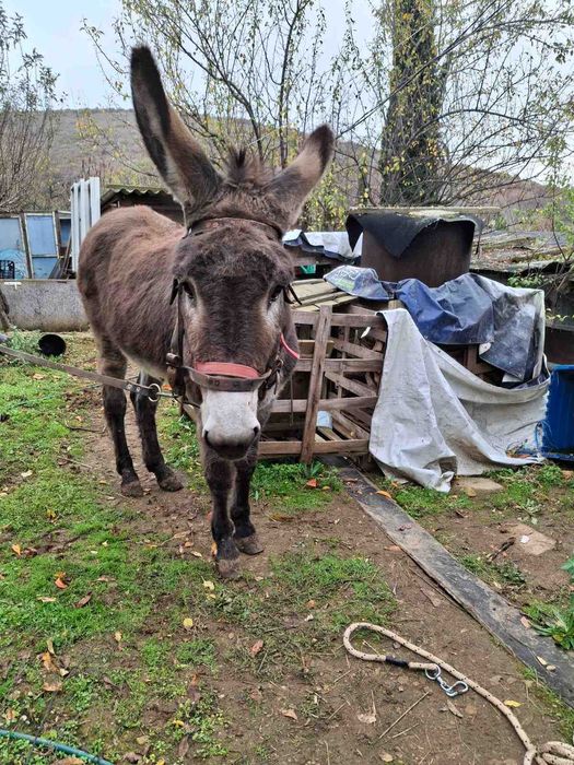 Магаре женско на 9 години