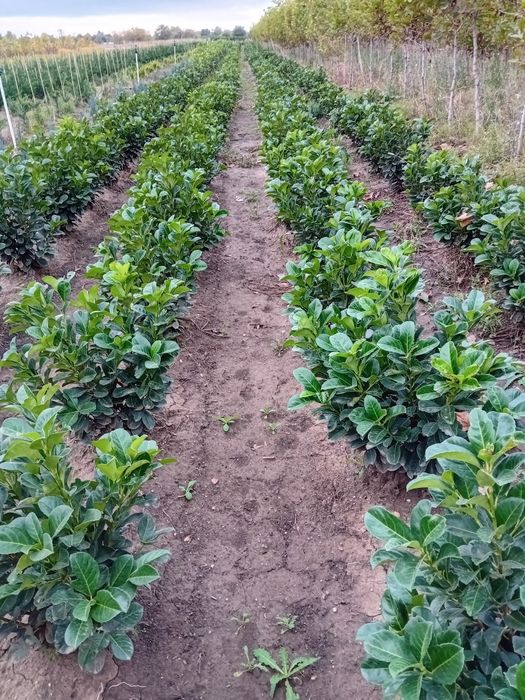 Vând plante tuia thuja smaragd Chiparos leylandi
