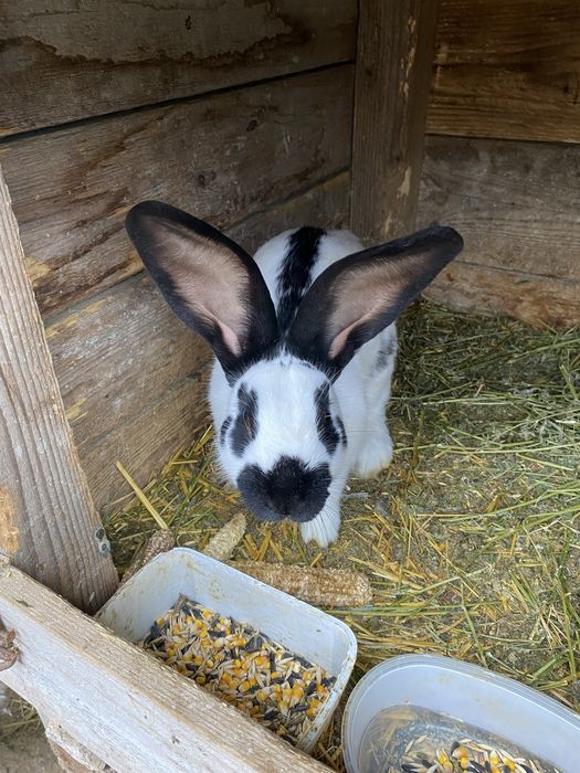 Pui fluture in varsta de 6 luni