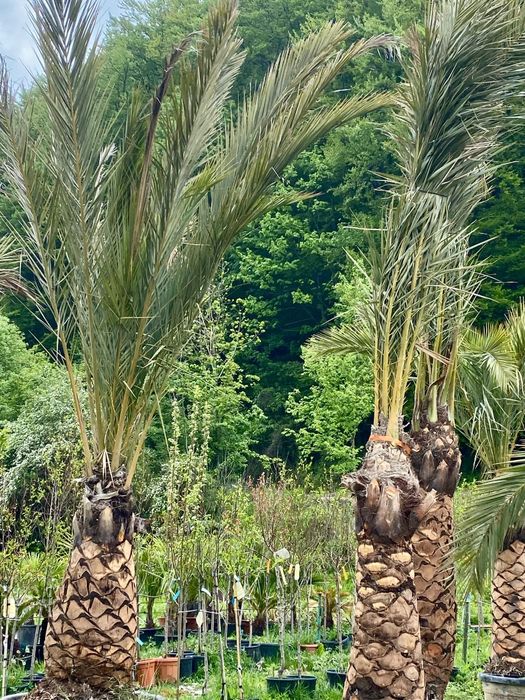 Pheonix Canariensis , Palmier Exotic