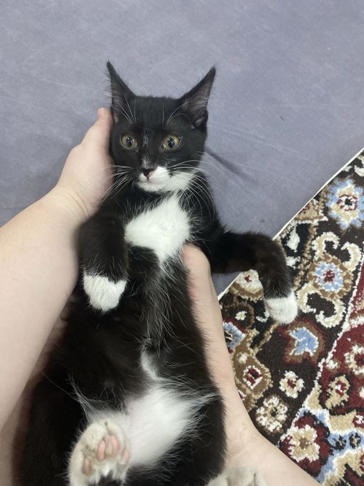 Отдам кота хорошие руки!!!