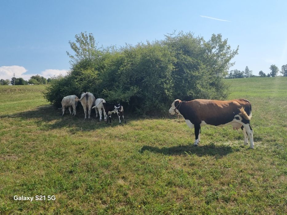 Vaci și vitei de vânzare