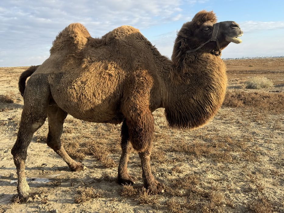 Буаз түйе сатылады