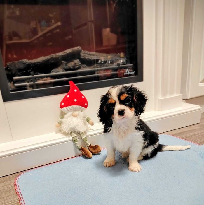 De vanzare Fetita de Cavalier KCS din parinti campioni testati genetic