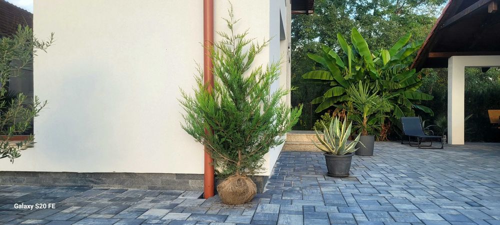 Leylandii Gold de vânzare – plante pentru gard viu