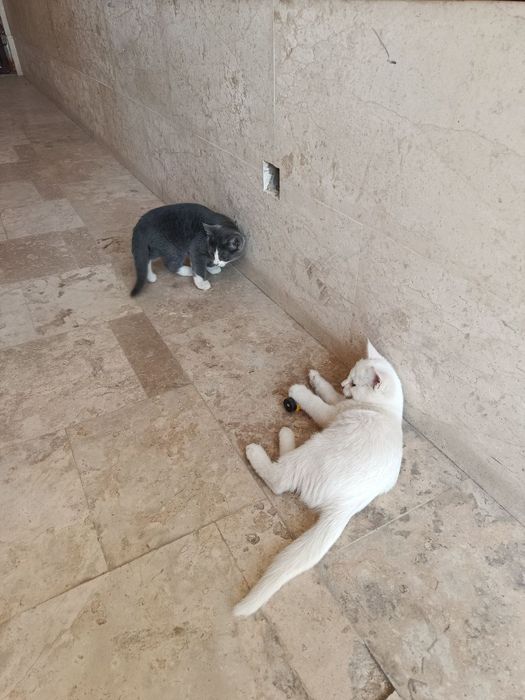 Отдам даром котенка