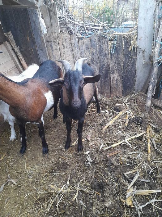 Vand țap Alpin Francez