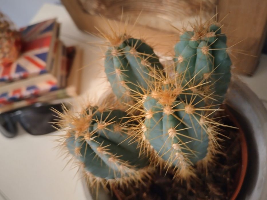 Екзотичен кактус от Малта