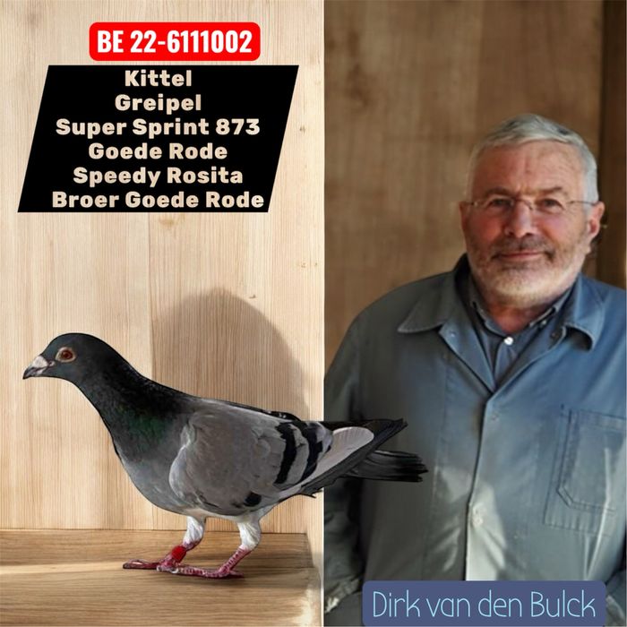 Ocazie!Porumbei cu pedigree reprodusi din originali