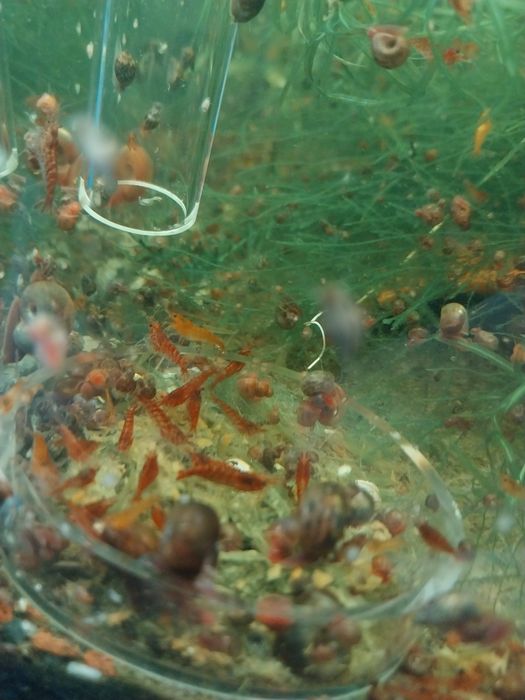 Creveti red cherry acvariu